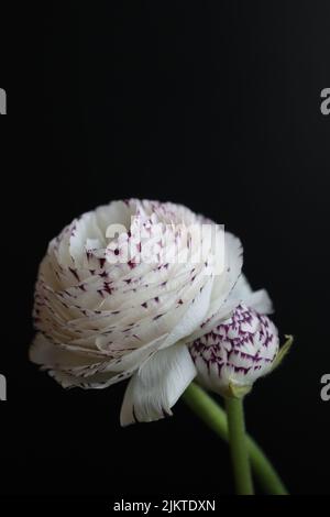 Le cliché vertical d'un petit Buttercup blanc violet ou Ranunculus isolé sur un fond noir Banque D'Images