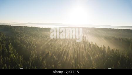 Belle prévision chargée par des rayons de soleil dorés. Banque D'Images