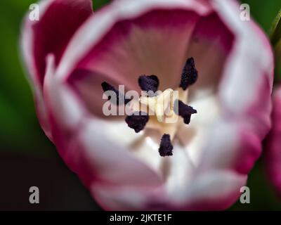 The close-up shot of pink-white petals of tulips Stock Photo