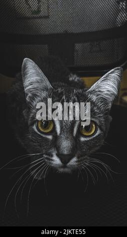 A vertical shot of a black cat looking into the camera Stock Photo