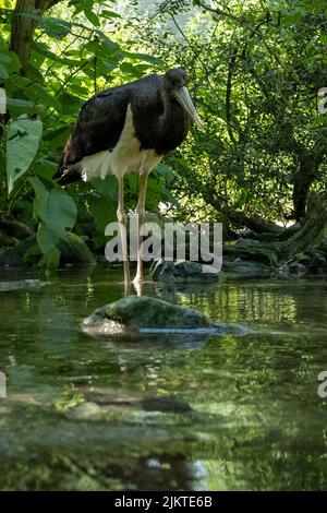 Gros plan d'un cigogne noire dans une forêt Banque D'Images