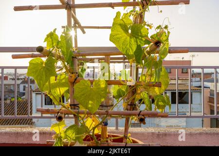 Petite plante de concombre avec fleur jaune dans le lit de jardin. Concombres fleuris dans un jardin biologique à lits surélevés Banque D'Images