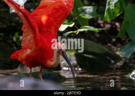 The close-up shot of a Scarlet ibis in a forest Stock Photo