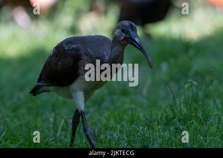 Gros plan d'un cigogne noire dans une forêt Banque D'Images