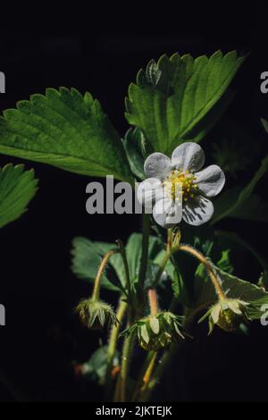 fleur de fraise blanche au centre jaune, feuilles d'étamine et feuilles vertes sur fond noir Banque D'Images