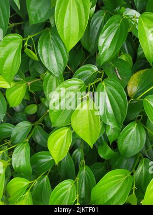 Un plan vertical de l'usine de bétel vert (Piper betle) dans la cour Banque D'Images