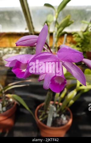 A selective focus shot of potted purple cattleya orchid Stock Photo