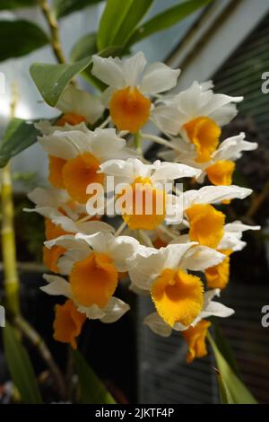 Un cliché sélectif de l'orchidée dendrobium thyrsiflorum en fleur Banque D'Images