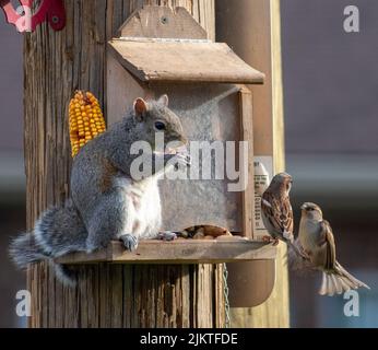 An adorable Eastern gray squirrel eating corn on a wooden birdhouse next to sparrows Stock Photo