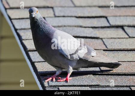 Un gros plan d'un pigeon gris debout sur un toit Banque D'Images