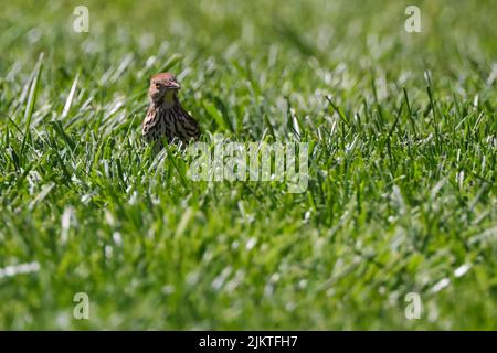 Un oiseau de thrasher brun debout dans un champ d'herbe au soleil Banque D'Images