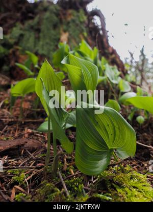 A vertical closeup shot of False lily of the valley plant leaves in the sunlight Stock Photo