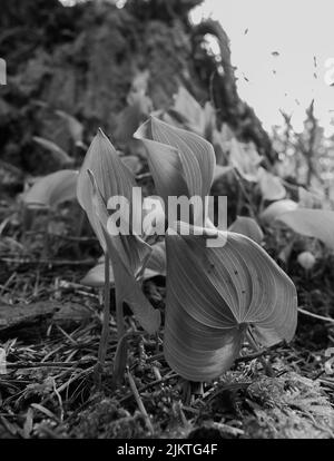 A vertical closeup shot of False lily of the valley plant leaves in the sunlight Stock Photo