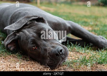 A closeup shot of a beautiful Cane Corso dog laying on the grass in a park. Stock Photo