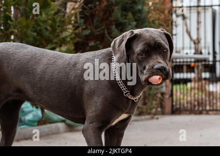 A closeup shot of a beautiful Cane Corso dog with tongue out Stock Photo