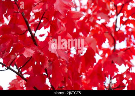 Feuilles d'automne on tree Banque D'Images