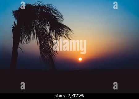 Vue panoramique sur le lever du soleil derrière le palmier, en Égypte Banque D'Images