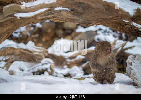 a closeup shot of monkey sitting under tree on snow Banque D'Images
