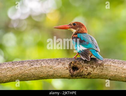 Un Kingfisher à gorge blanche reposant sur un arbre Banque D'Images