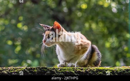 Un chat en position d'alerte sur un mur pour tuer Banque D'Images