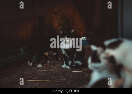 le chat noir et blanc est assis sur le sol parmi d'autres chats Banque D'Images