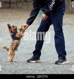 A closeup shot of a boy giving a ball to the small Yorkshire Terrier Stock Photo