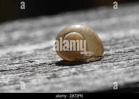 A selective focus shot of a transparent snail shell on a wood with a blurred background -- mibu Stock Photo