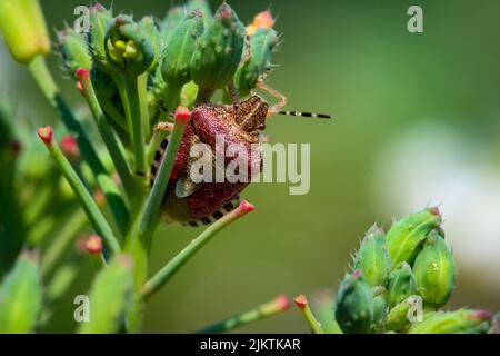 A close up of a Dolycoris baccarum bug on a Euphorbia mauritanica plant Stock Photo