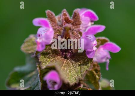 A closeup of Red deadnettle on a green background Stock Photo