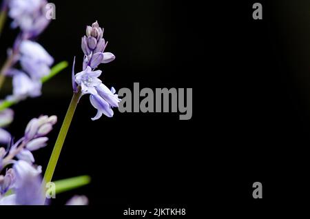 Bluebell flowers against a black background. Stock Photo