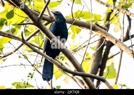 Photo sous angle d'un koel asiatique debout sur une branche d'arbre avec des feuilles jaunes et un ciel ensoleillé Banque D'Images