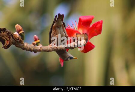 A closeup of the bird on Malabar silk-cotton tree. Bombax ceiba. Stock Photo