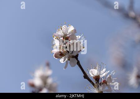 Un gros plan de la branche d'un abricot avec des fleurs blanches. Banque D'Images