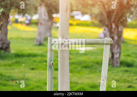 Un petit arbre avec des bâtons de soutien dans un parc de la ville. Aider écologie et environnement ou concept de jardinage Banque D'Images