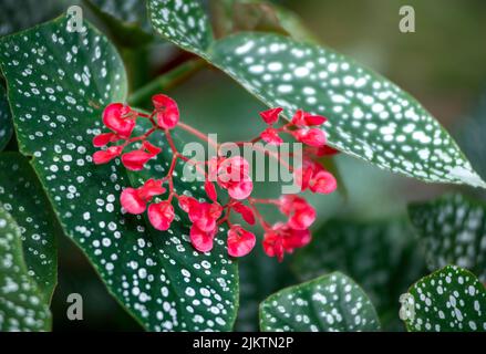 A macro view of tiny red Begonia flowers among the green dotted leaves of a plant Stock Photo