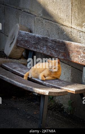 Chat de gingembre ayant un repos sur un banc en bois Banque D'Images