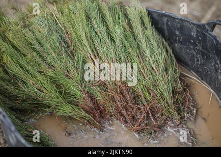 A closeup shot of Red fescue grass in a dirty bowl of dirty water Stock Photo