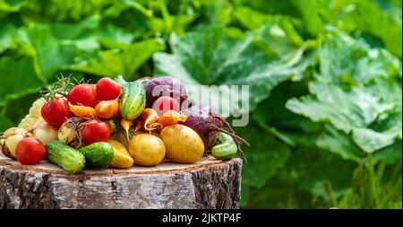 Récoltez des légumes dans le jardin. Mise au point sélective. Nourriture. Banque D'Images