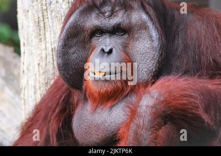 A closeup of a male Bornean orangutan, Pongo pygmaeus. Stock Photo