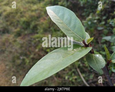 Le ficus racemosa, figuier en grappes, figuier rouge ou gélaire, est une espèce de plantes de la famille des Moraceae. Il est originaire de l'Australie et de l'Asie tropicale Banque D'Images