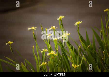 A closeup of Trimezia martinicensis, Martinique trimezia, yellow walking iris, forenoon yellow flag. Stock Photo