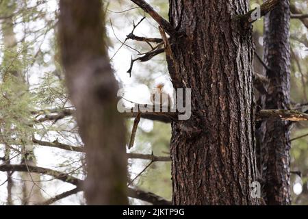 The cute Red squirrel sitting on the branch Stock Photo