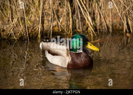 A closeup of a male mallard or wild duck. Anas platyrhynchos. Stock Photo