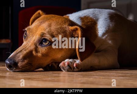 A closeup portrait of a cute dog lying on the floor in the house Banque D'Images