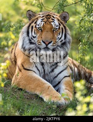 A vertical closeup shot of a Siberian tiger sitting on the green ground Banque D'Images