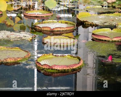 A closeup shot of multiple lily pads on a swamp Stock Photo