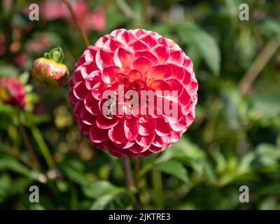 A closeup shot of a pink dahlia pinnata with a bee on it Stock Photo