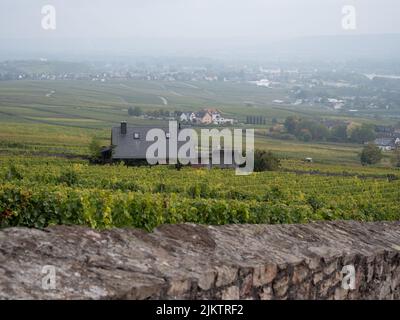 A beautiful vineyard with a small hut in the middle Stock Photo