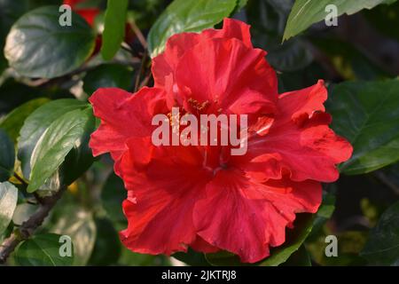 A closeup shot of the China rose flower growing in the garden Stock Photo