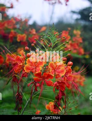 A vertical closeup shot of the peacock flowers growing in the garden Stock Photo